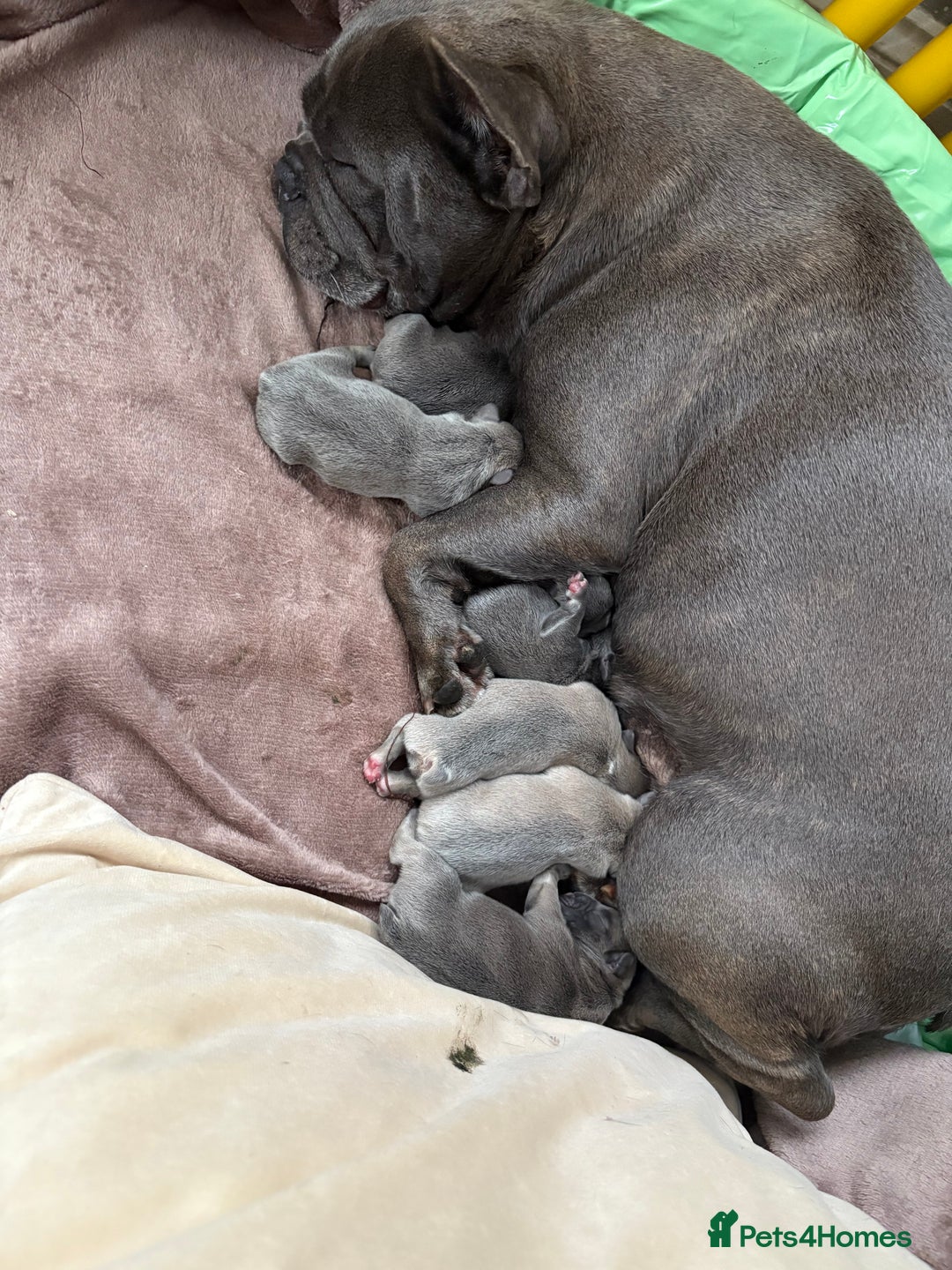 French Bulldog dogs for sale: French bulldog Pups  - Image 11