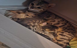 Bengal cats for sale: Pure pedigree bengals avaliable  - Image 24