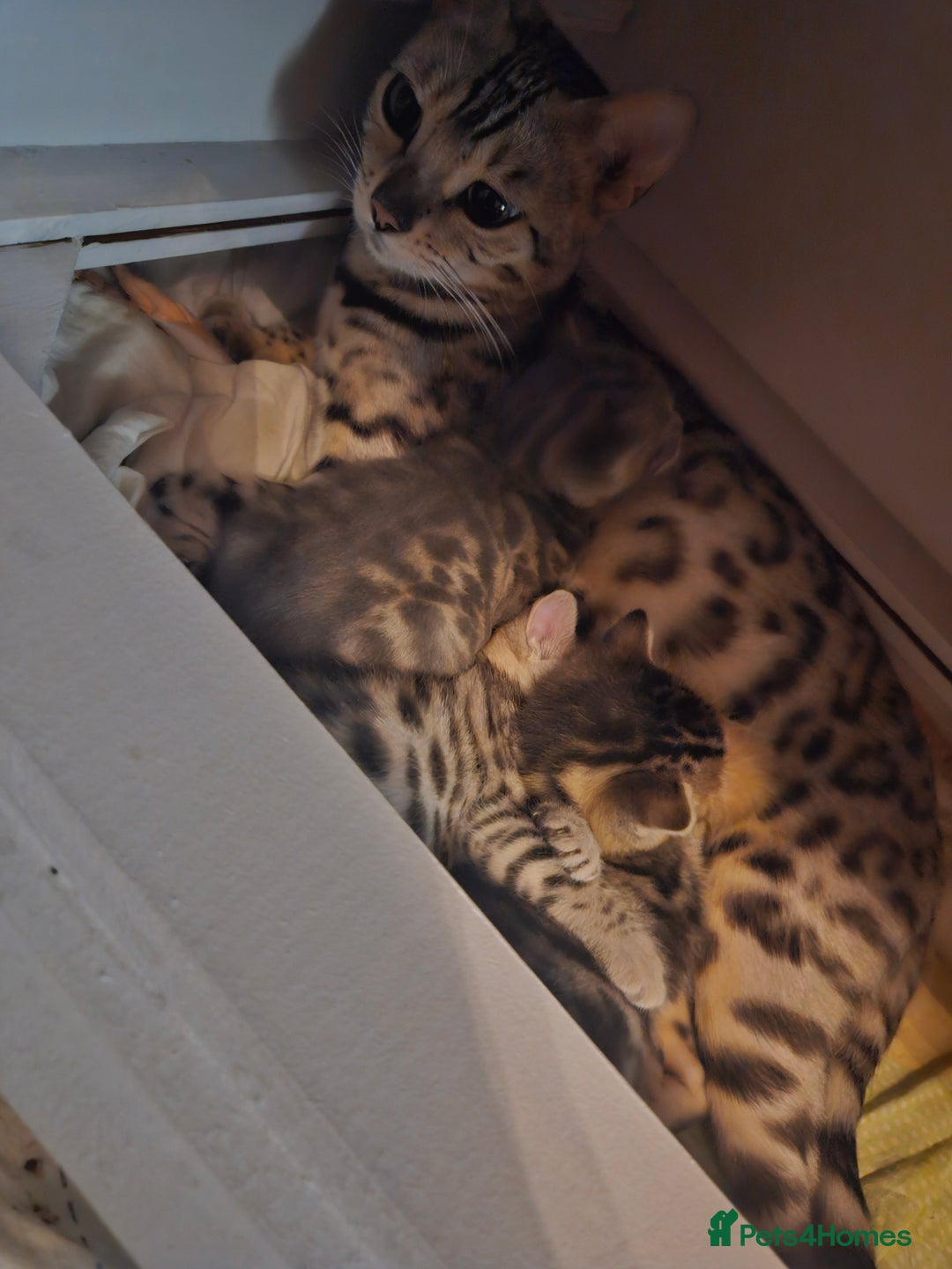 Bengal cats for sale: Pure pedigree bengals avaliable  - Image 24