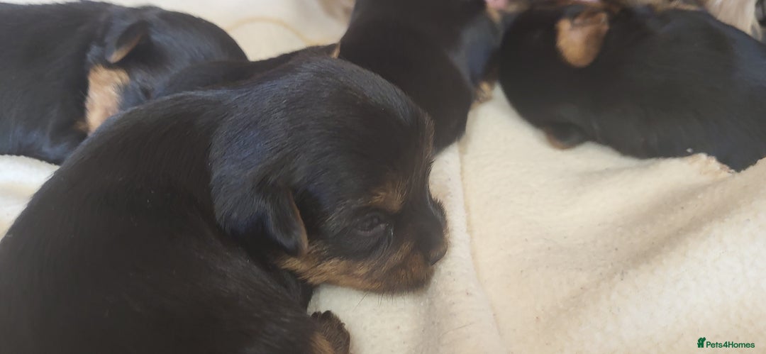 Yorkshire Terrier dogs for sale:  Yorkshire Terrier puppies from Licensed Breeder  - Image 3