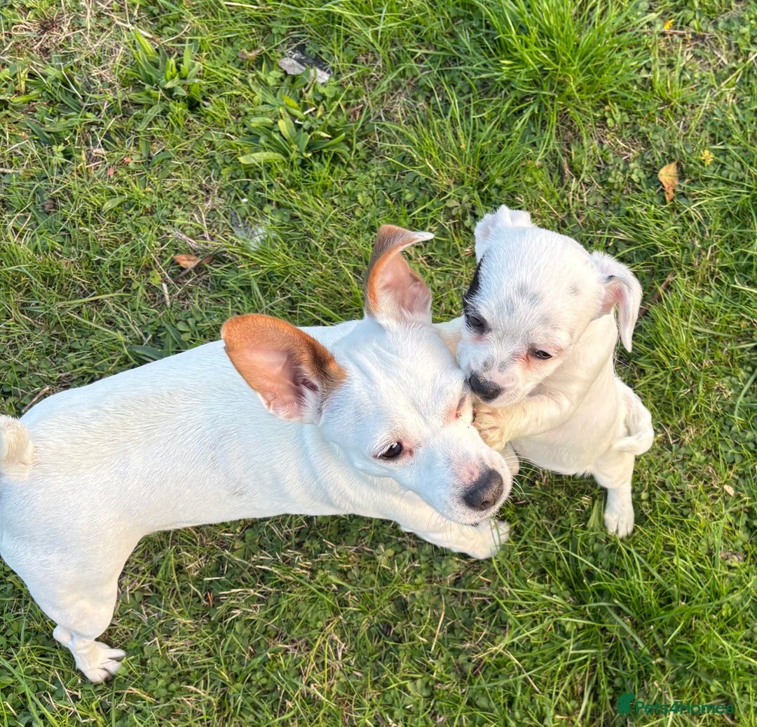Jack Russell dogs for sale: Miniature Jack Russell’s  - Image 11