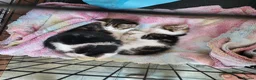 Mixed Breed cats for sale: 3 kittens - Advert 1