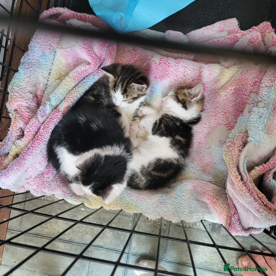 Mixed Breed cats for sale: 3 kittens - Advert 1