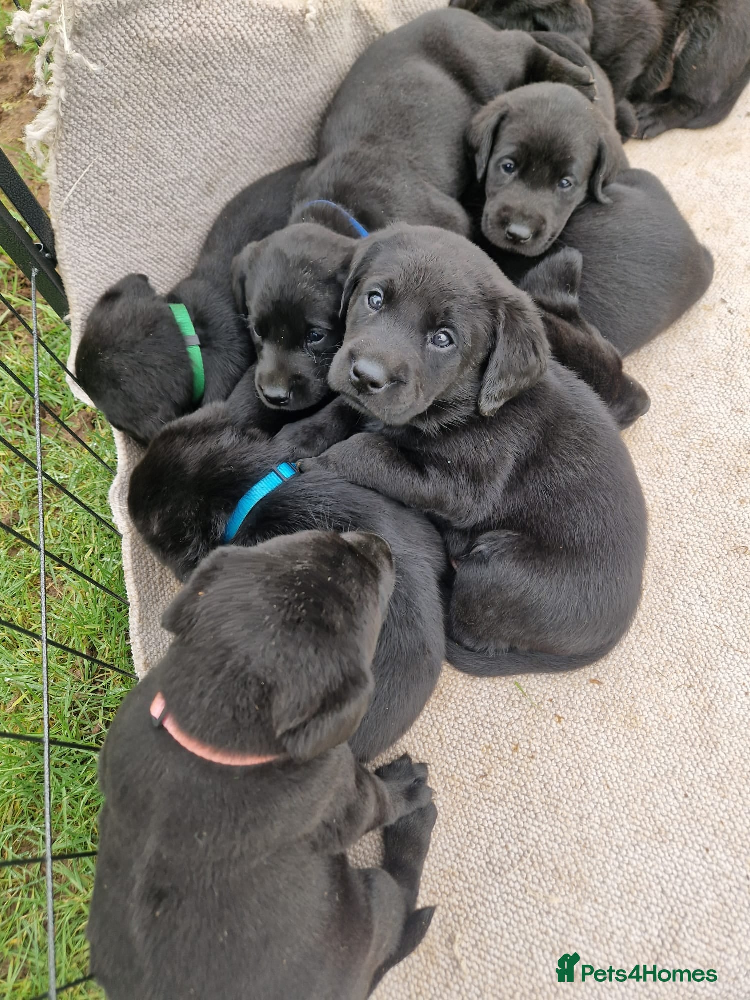 Labrador Retriever dogs Working Black Labrador Pups - Advert 1