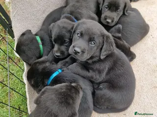 Labrador Retriever dogs Working Black Labrador Pups - Advert 1