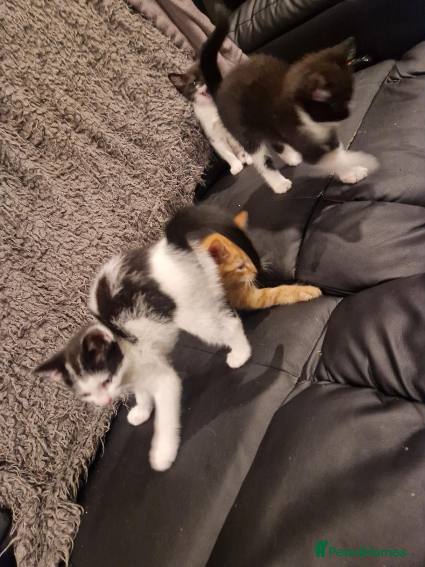 Mixed Breed cats 2 beautiful little kittens - Advert 3