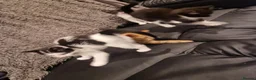Mixed Breed cats for sale: 2 beautiful little kittens - Advert 1