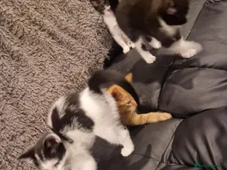 Mixed Breed cats 2 beautiful little kittens - Advert 3