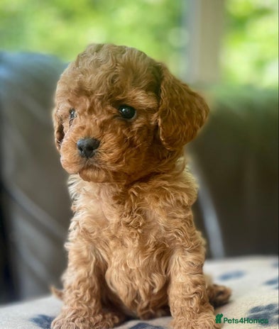 Cavapoo dogs - Advert 2