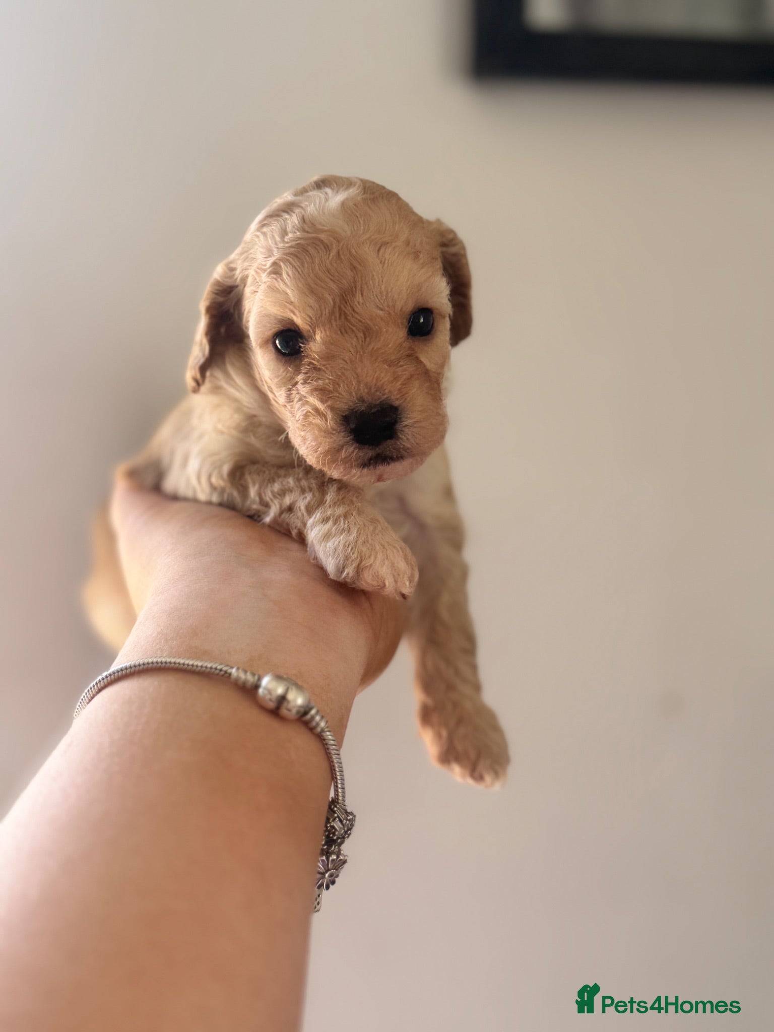 Cavapoochon dogs  Extensively health-tested parents 💫 - Advert 11
