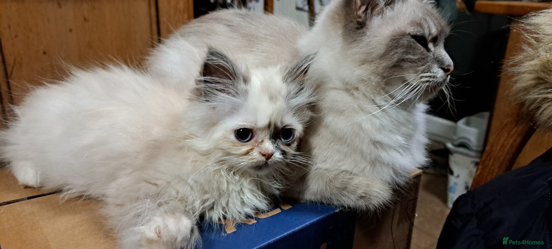 Ragdoll cats for sale: 2 ragdoll cross persian kittens - Advert 5