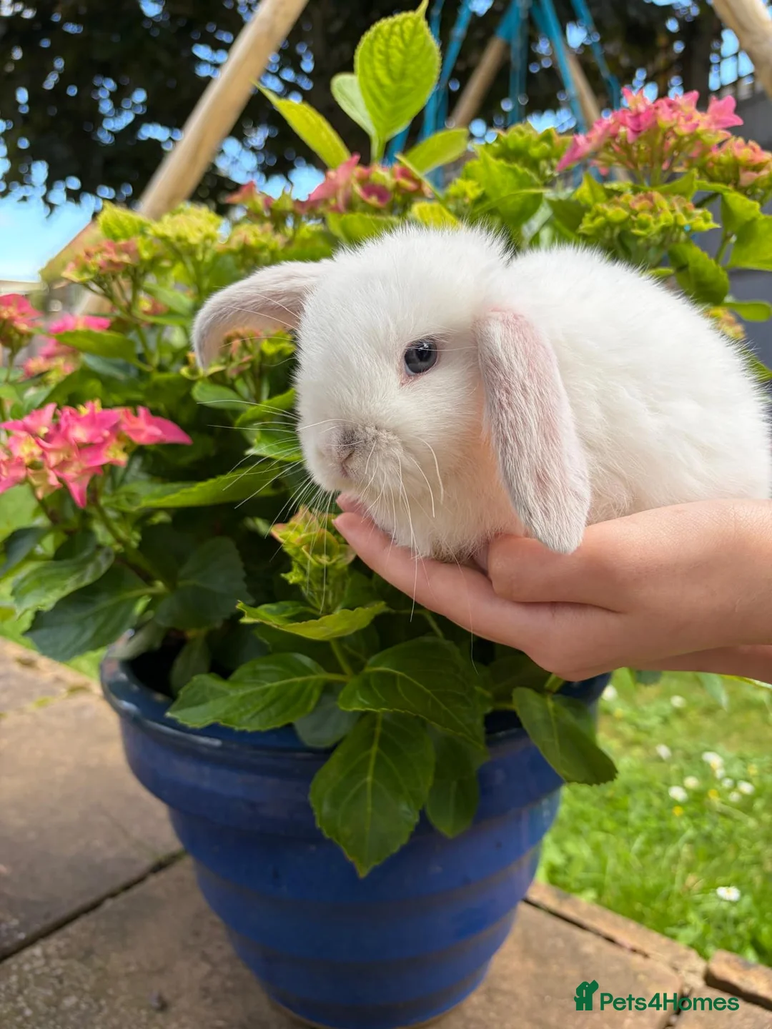 Mini Lop rabbits for sale: 4 beautiful mini lop bunnies - Advert 1