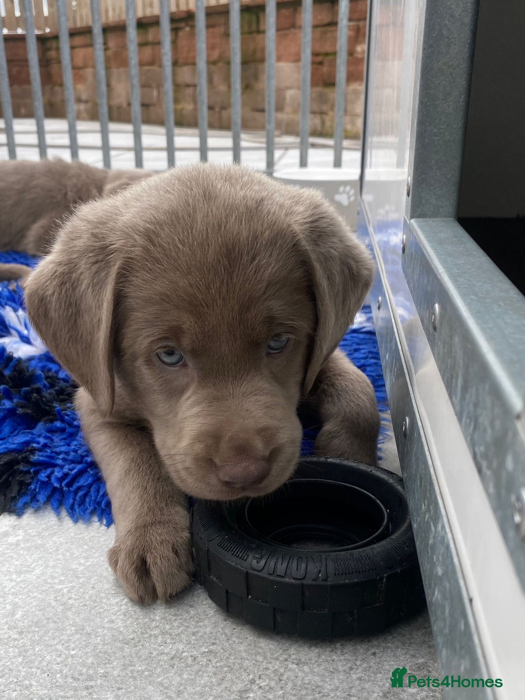 Labrador Retriever dogs for sale:  Ready for collection from today 🩶💚🩶   - Image 28