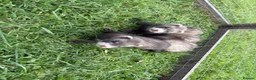 Ferret rodents for sale: Kits for sale  - Advert 8