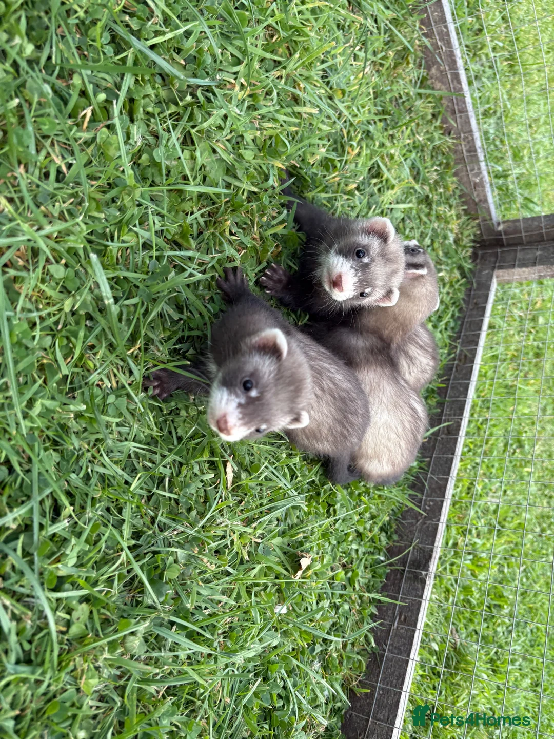 Ferret rodents for sale: Kits for sale  - Advert 8