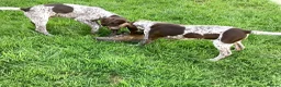 German Shorthaired Pointer dogs for sale: German Shorthaired Pointer pups for sale in Milnthorpe - Advert 3