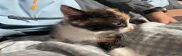 Mixed Breed cats for sale: Mixed kittens  in Runcorn - Advert 12