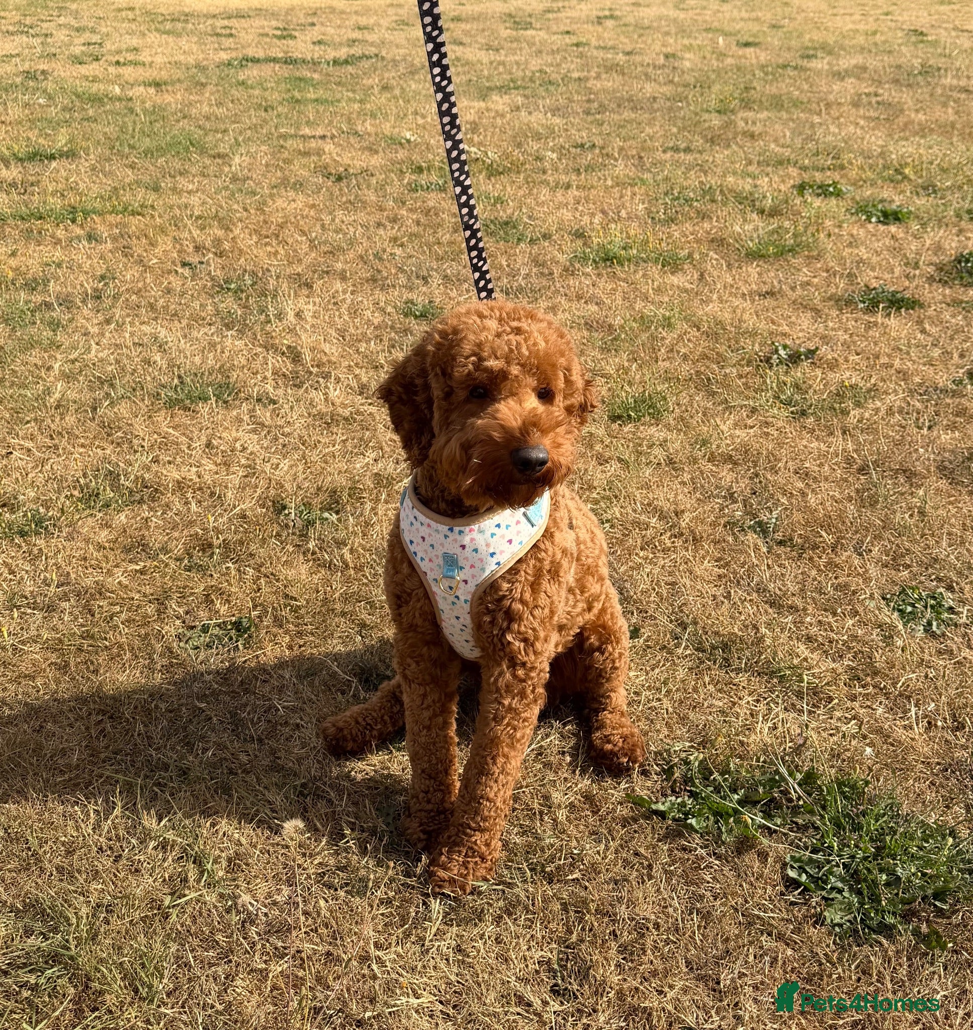 Miniature Poodle dogs Reggie Miniature KC registered Poodle   - Advert 4