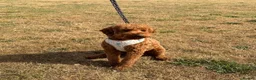 Miniature Poodle dogs for stud: Reggie Miniature KC registered Poodle   - Advert 3