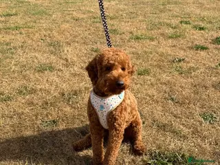 Miniature Poodle dogs Reggie Miniature KC registered Poodle - Advert 1
