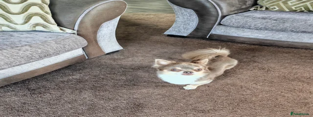 Pep