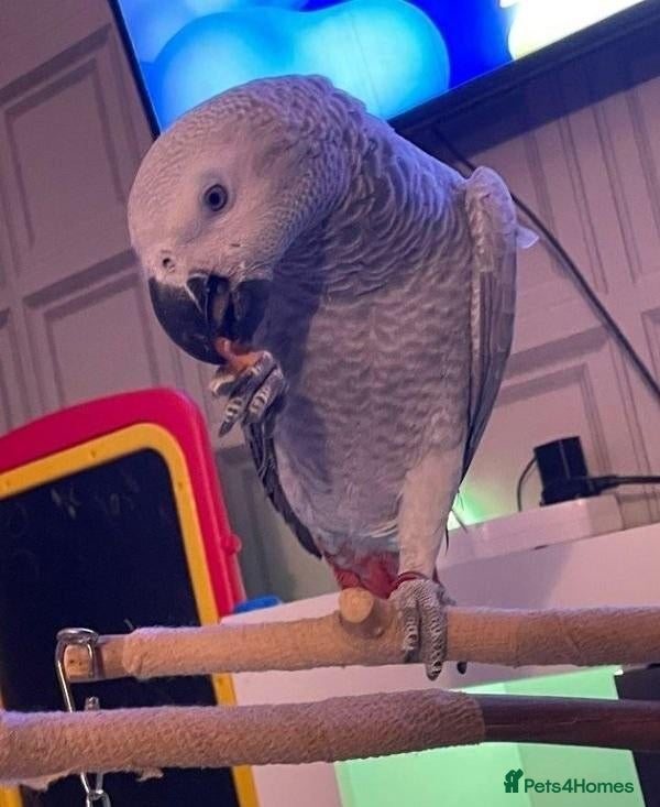 Parrots birds Beautiful Quality African Grey – Raised With Care - Advert 4