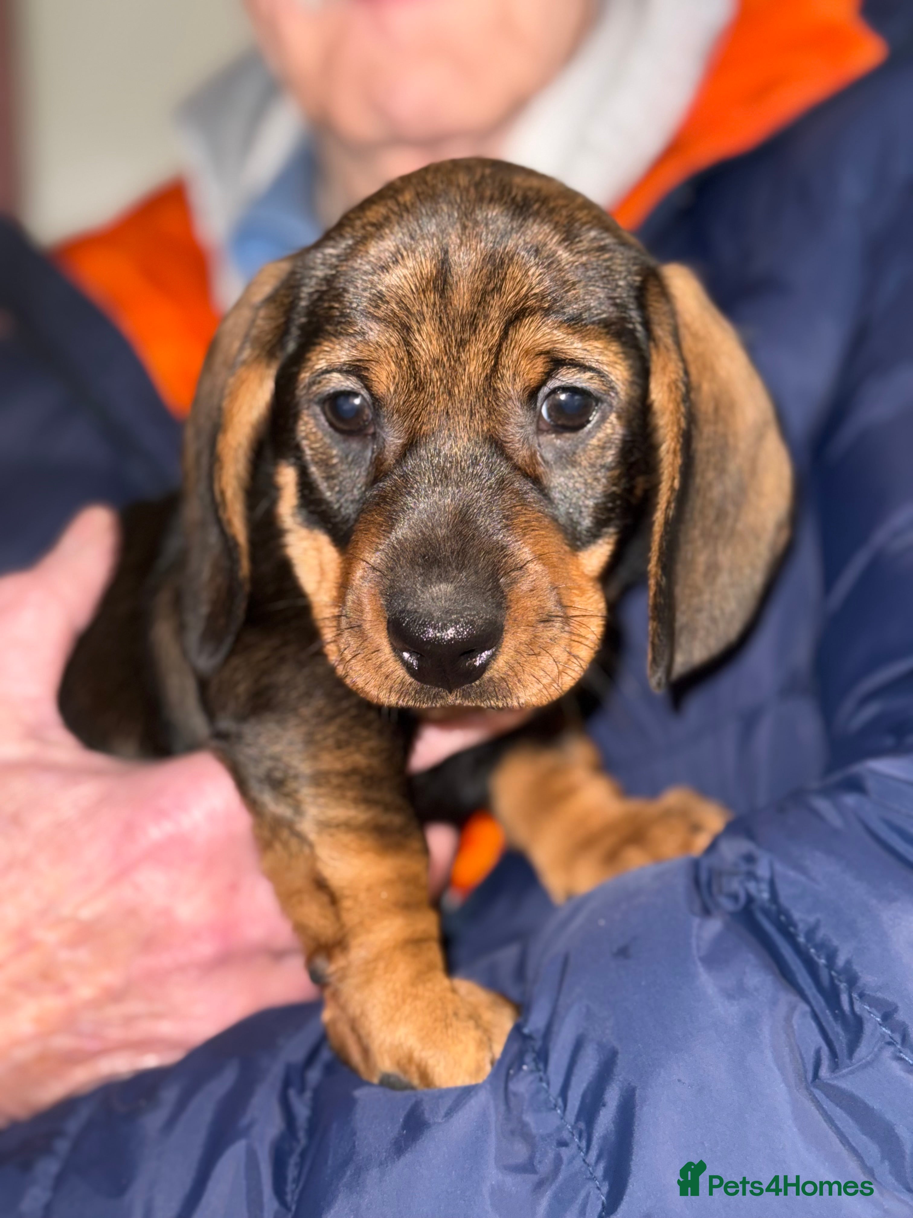 Dachshund dogs Gorgeous dachshund boys - Advert 4