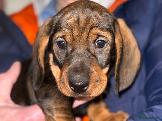 Dachshund dogs Gorgeous dachshund boys - Advert 7