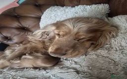 Cocker Spaniel dogs for sale: KC reg show cocker spaniels  - Image 3
