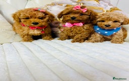 Maltipoo dogs for sale: Exquisite tiny F1 Toy Maltipoo puppies 🐶 🧸  - Image 2