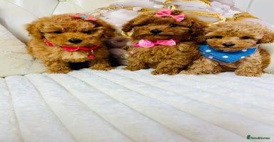 Maltipoo dogs - Advert 13