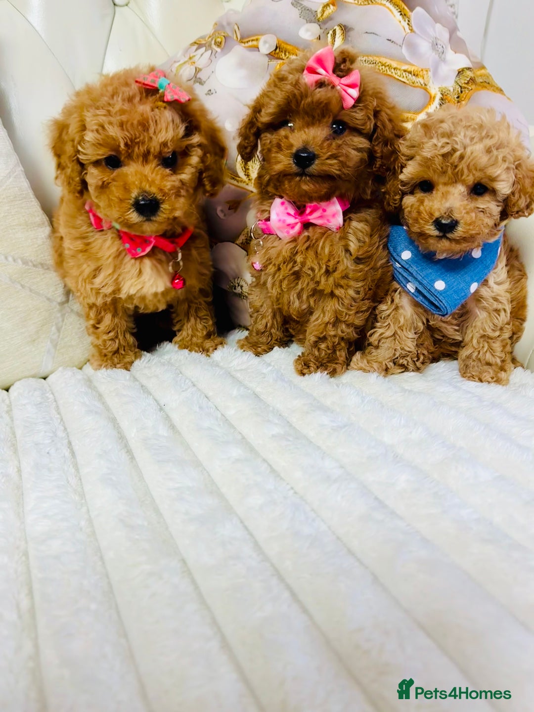 Maltipoo dogs for sale: Exquisite tiny F1 Toy Maltipoo puppies 🐶 🧸  - Image 2