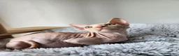 Sphynx cats for sale: Have 3 beautiful Canadian Sphynx - Advert 10