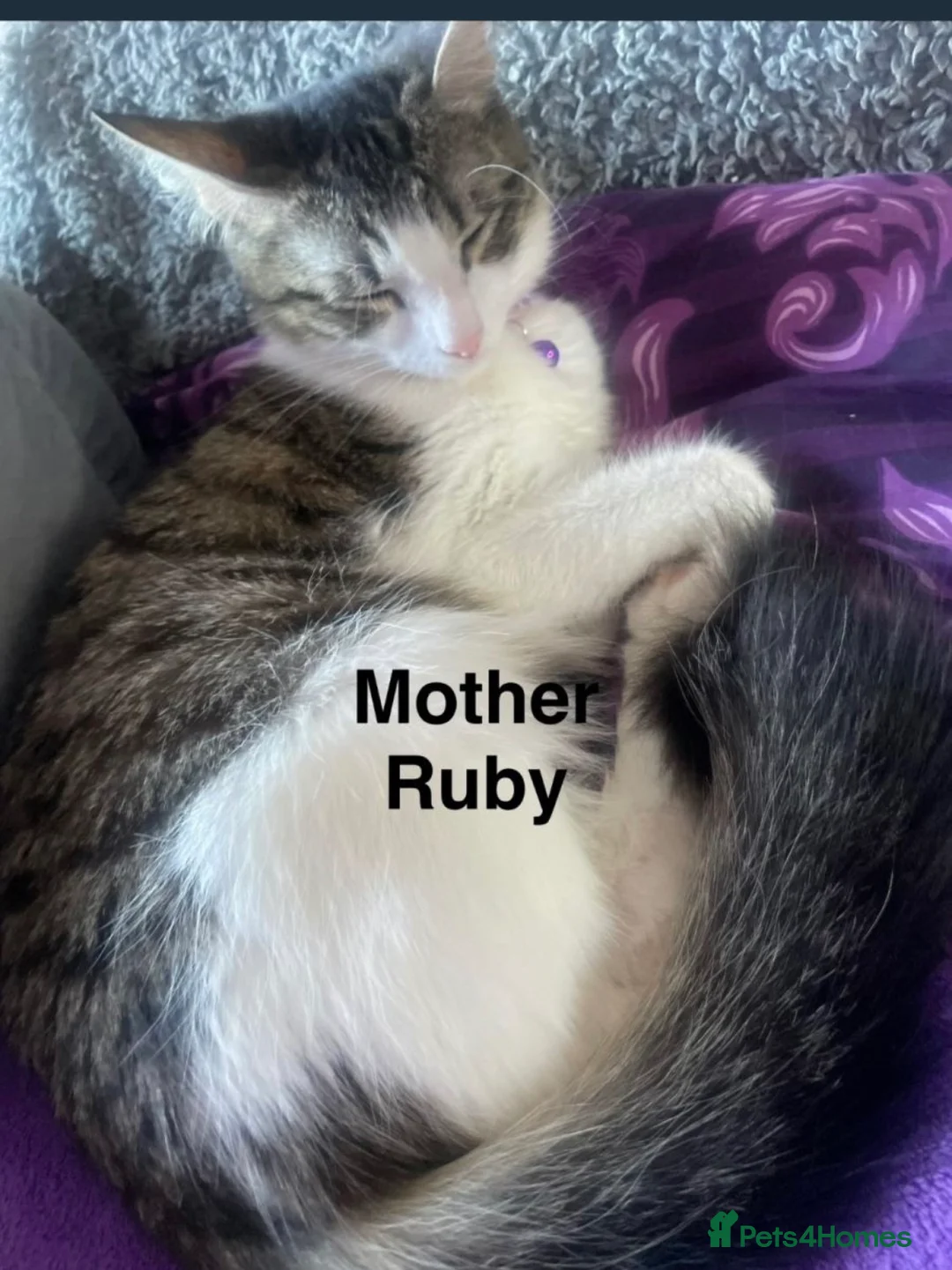 Maine Coon cats for sale: 4 Beautiful 3/4 Maine coon Kittens  - Advert 2