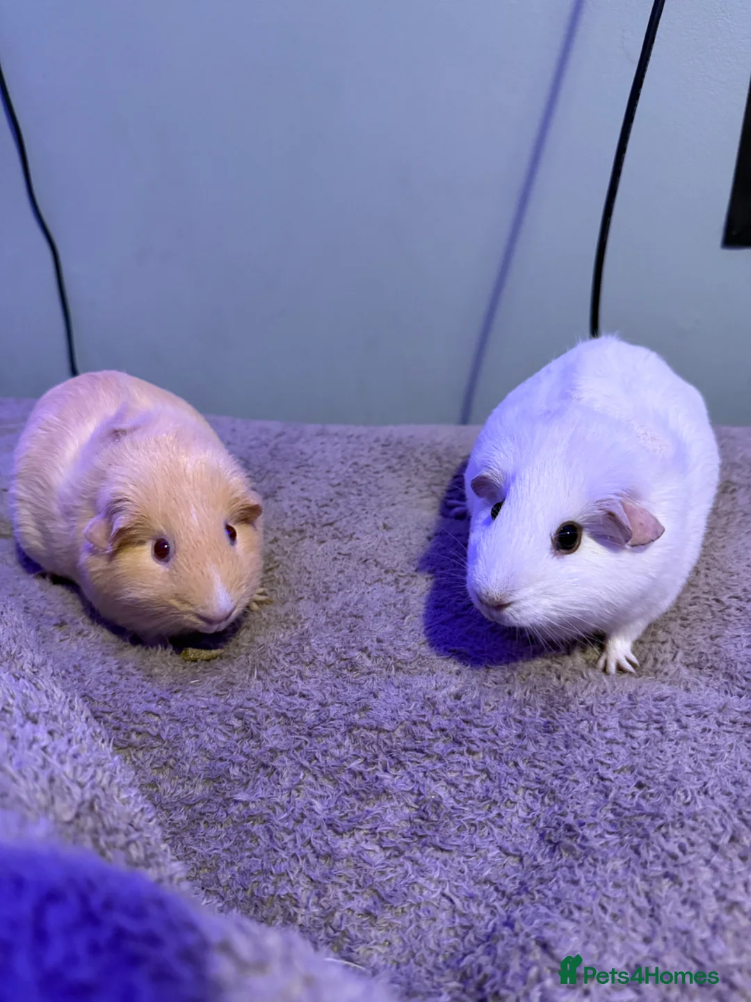 Guinea Pig rodents for sale: Pair of Female Guinea Pigs in Chelmsford - Advert 2