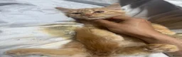 British Longhair cats for sale: British long hair + Turkish arugula  - Advert 17