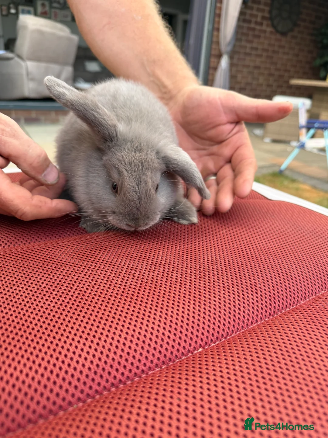 Mini Lop rabbits for sale: Minilops  - Advert 5
