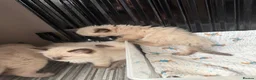 Ragdoll cats for sale: Beautiful pedigree ragdoll kittens  - Advert 9