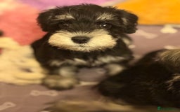 Miniature Schnauzer dogs for stud: Black and silver Miniature Schnauzer stud in Portsmouth - Image 9