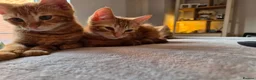 Mixed Breed cats for sale: 3 male ginger kittens ready for rehoming in Kidderminster - Advert 19