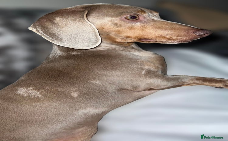 Miniature Dachshund dogs in Doncaster - Advert 10