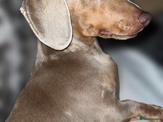Miniature Dachshund dogs for stud in Doncaster - Advert 1