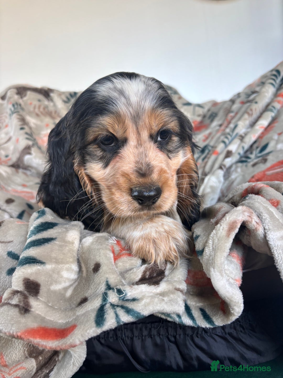 Cocker Spaniel dogs for sale: Show Cocker Spaniel Puppies  - Image 22