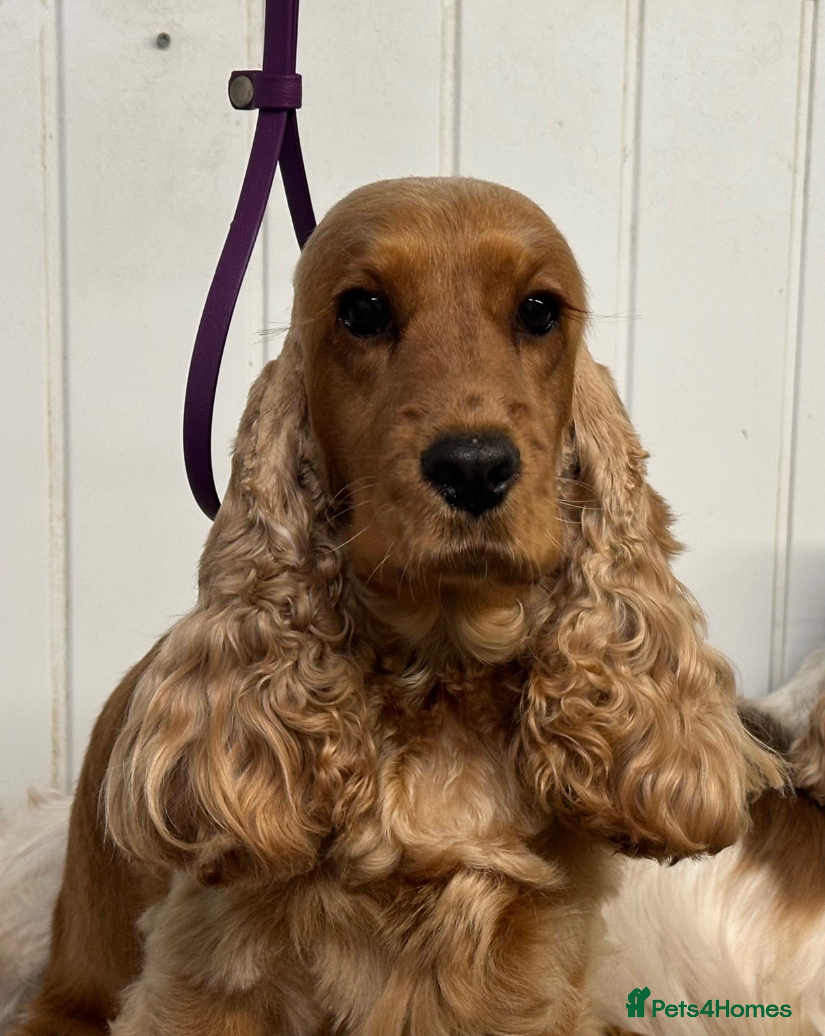 Cocker Spaniel dogs Quality Show Cocker Spaniels - Advert 2