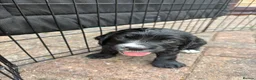 Sprocker dogs for sale: Beautiful sprocker puppies  - Advert 12