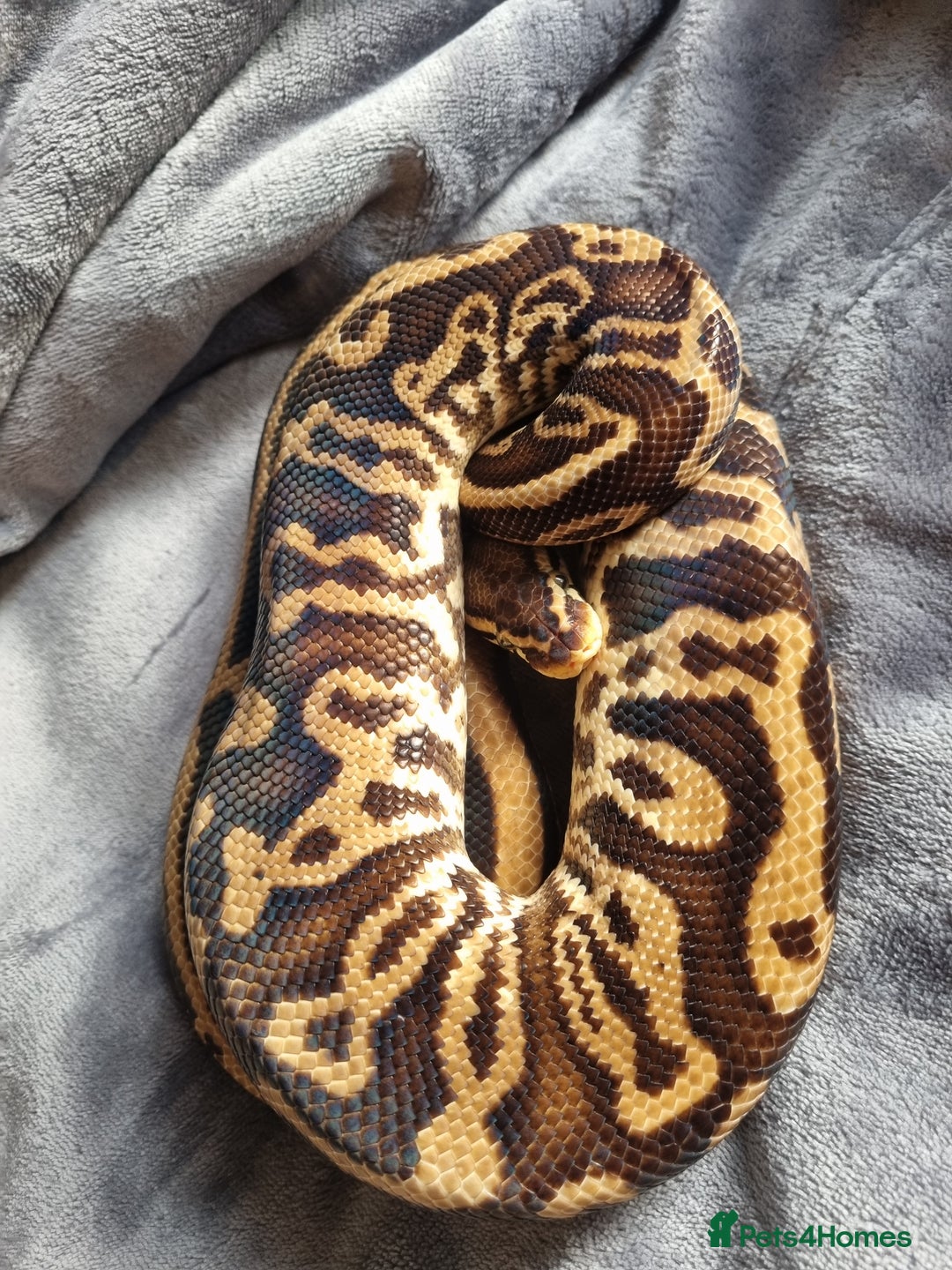 Python Snake reptiles for sale: Male Pastel Leopard Yellowbelly het Pied - Image 4