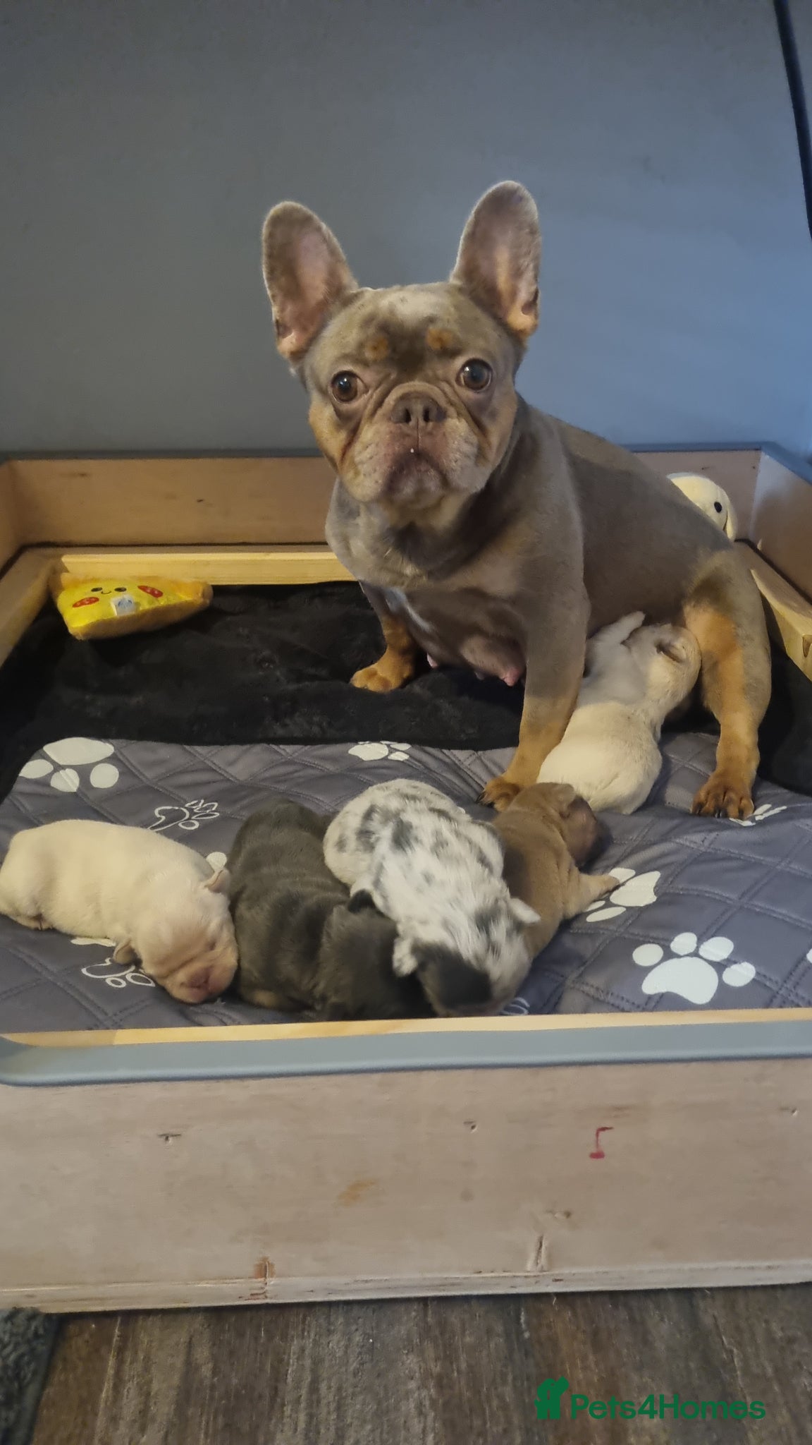 French Bulldog dogs French Bulldog  - Advert 15