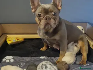 French Bulldog dogs French Bulldog - Advert 15