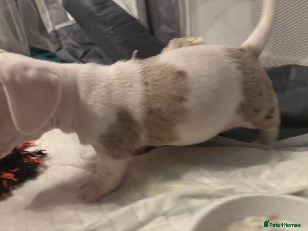 Dachshund dogs for sale: Pink and white albino chocolate dapple dachshund  - Advert 7