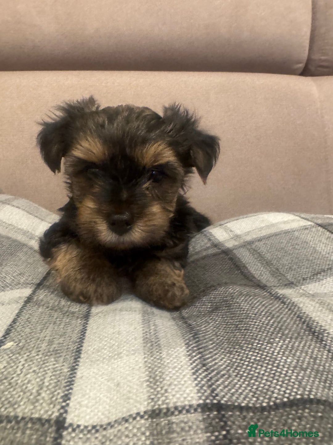 Yorkshire Terrier dogs for sale: YORKSHIRE TERRIER 2 BOYS  - Image 2
